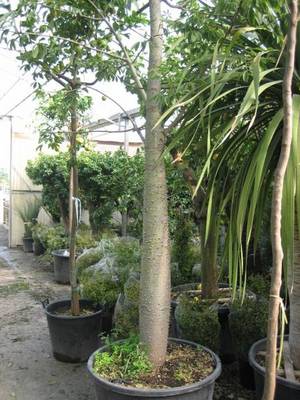 CHORISIA SPECIOSA